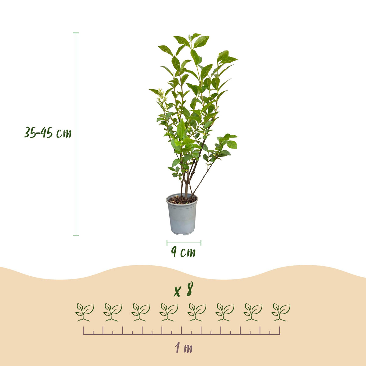Green boutiQ - 24x Ligustrum ovalifolium - Gewone Liguster - Haagplanten - Groenblijvend - Groen - Pot 9cm - Hoogte 35-45cm