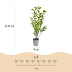 Green boutiQ - 24x Ligustrum ovalifolium - Troène commun - Plantes de haie - Persistant - Vert - Pot 9cm - Hauteur 35-45cm