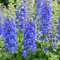 Green boutiQ - Vasteplant - Delphinium (P) Blue Bird - Ridderspoor - Bijen en Vlinderlokkers - Blauw - 24 Planten - Pot 11cm - Hoogte 15-25cm