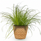 Green boutiQ - Zimmerpflanze - Cyperus alternifolius Zumula - Zyperngras - Haustierfreundliche Pflanze - Grün - 1 Pflanze - mit Korb - Topf 12cm - Höhe 20cm
