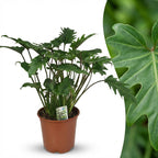 Green boutiQ - Plante d'intérieur - Philodendron - Philodendron Xanadu - Vert - Entretien facile - 1 plante - Pot 19 cm - Hauteur 60 cm