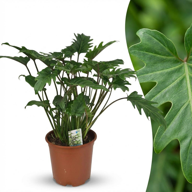 Green boutiQ - Kamerplant - Philodendron - Philodendron Xanadu - Groen - Weinig onderhoud - 1 Plant - Pot 19cm - Hoogte 60cm