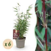 Green boutiQ - Bamboe - Fargesia Red Dragon - Bladhoudend - Niet Woekerend - Groen - 6 Planten - Pot 14cm - Hoogte 35cm