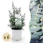 Green boutiQ - Plante de terrasse - Eucalyptus - Eucalyptus gunnii - Gris - 6 plantes - Rustique - Pot 17 cm Hauteur 40 cm