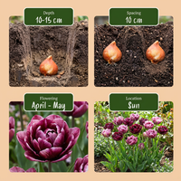 96x Tulipa Sweet Desire mix - Tulp Sweet Desire mix - Diversen - Voorjaarsbloeier - Bolmaat 11/12