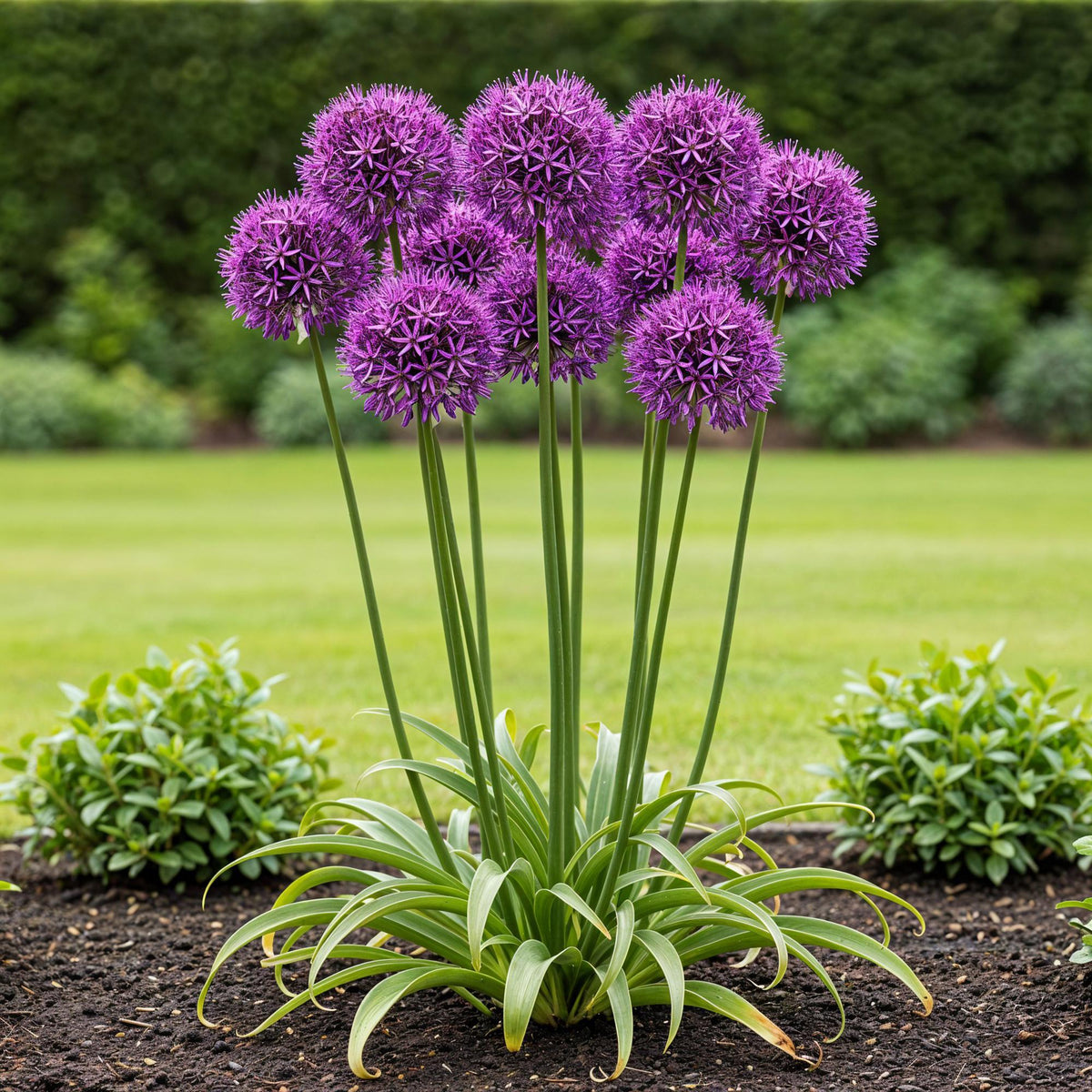 Green boutiQ - Bloembollen - Allium Purple Rain - Kleur Paars - 40 stuks - Bolmaat 10/12