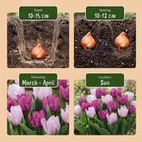 320x Tulipa Prince mix - Tulp Prince mix - Diversen - Voorjaarsbloeier - Bolmaat 11/16