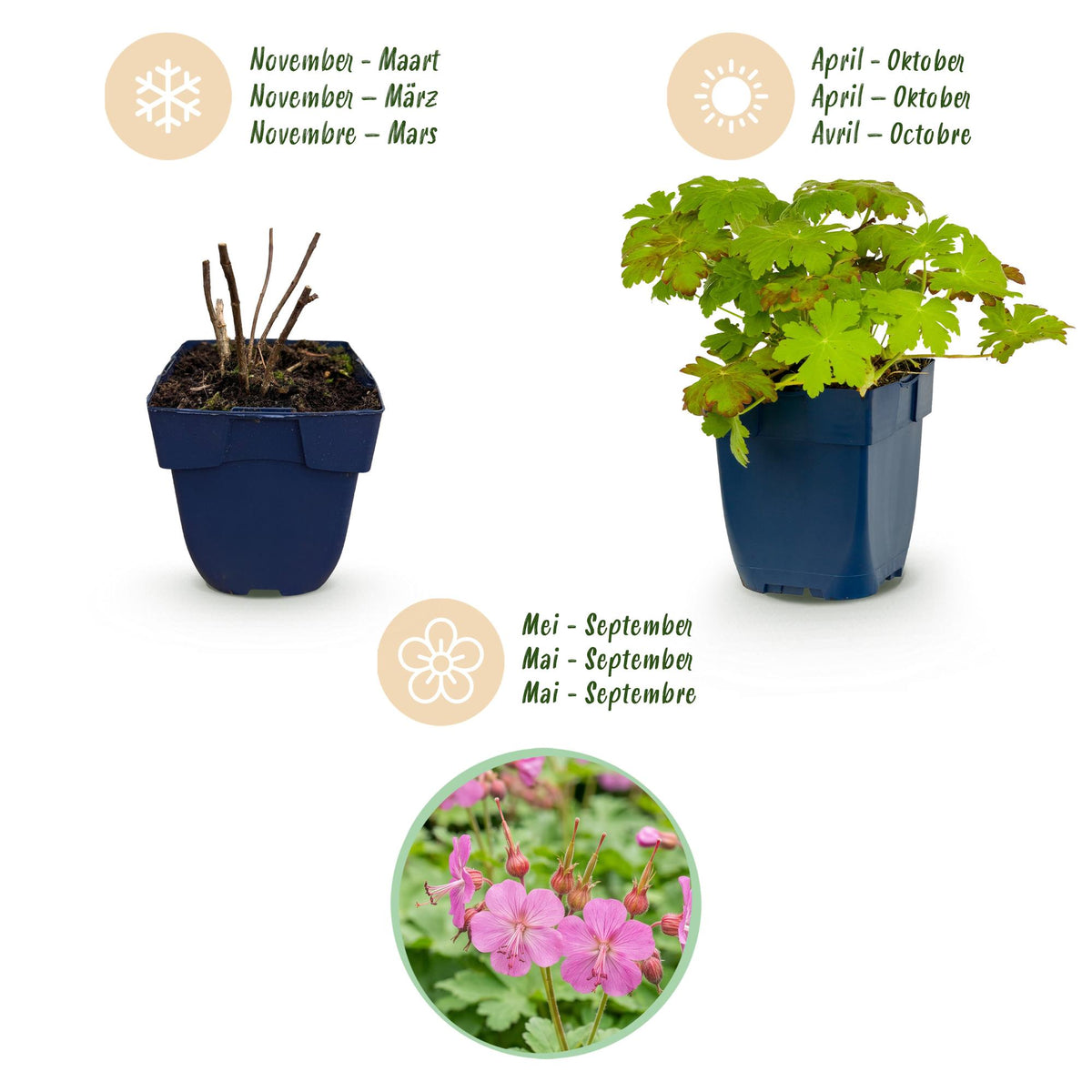 Green boutiQ - Plante vivace - Geranium macrorrhizum - Géranium à rhizomes - Couvre-sol - Rose - 6 Plantes - Pot 11cm - Hauteur 15-25cm