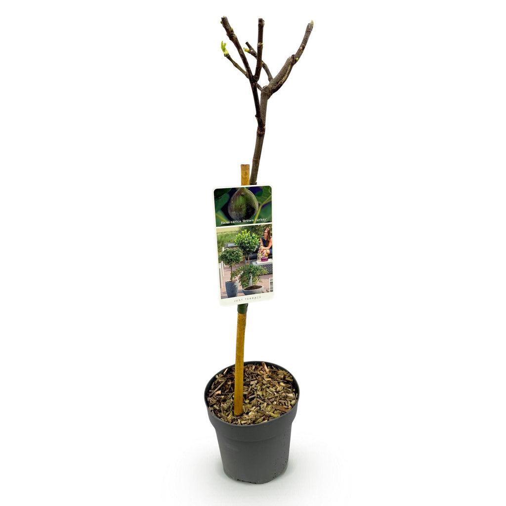 Green boutiQ - Plante sur tige - Ficus carica Brown Turkey - Plante de terrasse - Caduc - Rustique - Fruit vert - Pot 19cm Hauteur 90cm