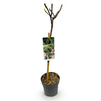 Green boutiQ - Plante sur tige - Ficus carica Brown Turkey - Plante de terrasse - Caduc - Rustique - Fruit vert - Pot 19cm Hauteur 90cm
