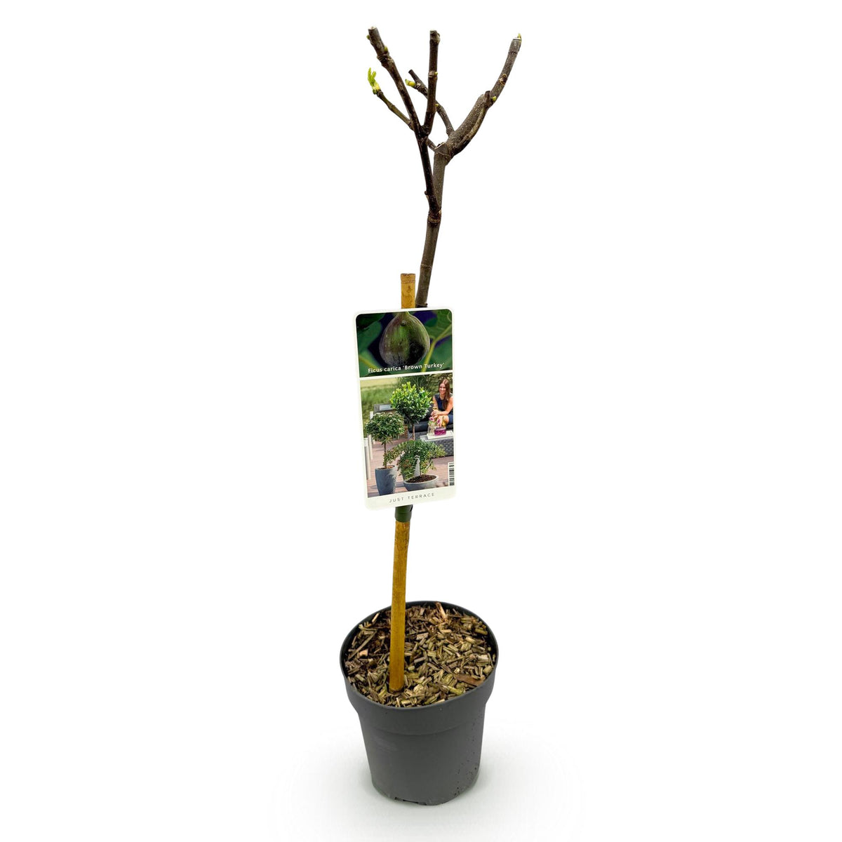 Green boutiQ - Plante sur tige - Ficus carica Brown Turkey - Plante de terrasse - Caduc - Rustique - Fruit vert - Pot 19cm Hauteur 90cm