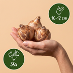 35x Bulbe Sunny Garden - Bulbe de jardin ensoleillé - Divers - Floraison estivale - Calibre 10/12