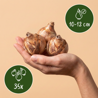 35x Bulb Sunny Garden - Zonnige tuinbol - Diversen - Zomerbloeier - Bolmaat 10/12