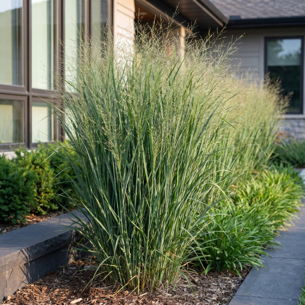 Green boutiQ - Grasses - Panicum virg. Northwind - Prairie Grain - With Plume - Green - 24 Plants - Pot 11cm - Height 15-25cm
