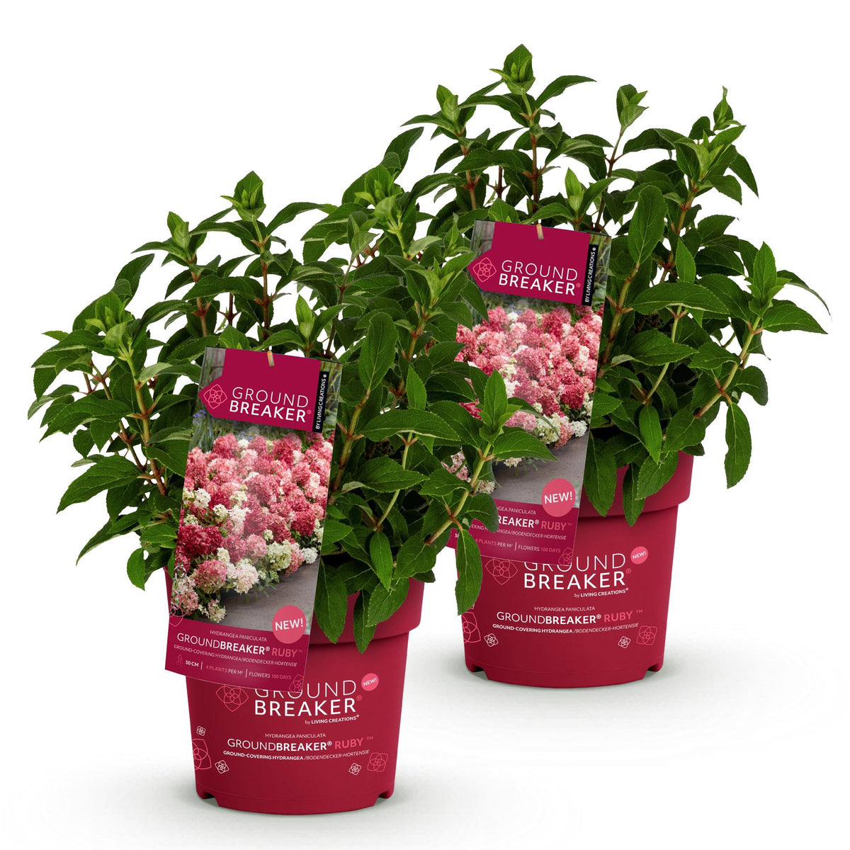 Green boutiQ - Tuinplant - Hydrangea panniculata Groundbreaker Ruby - Pluimhortensia - Winterhard - Rood - 2 Planten - Pot 14cm -Hoogte 20-25cm