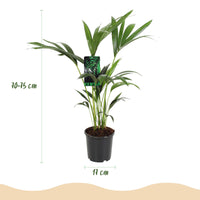 Green boutiQ - Kamerplant - Howea Forsteriana - Kentia Palm - Weinig Onderhoud - Groen - 1 plant - Pot 17cm - Hoogte 70-75cm