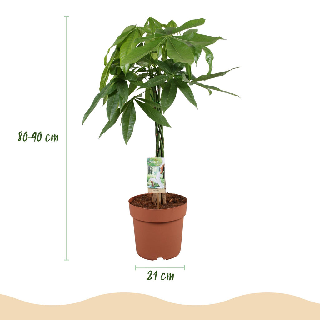 Green BoutiQ - Green is... Plantes d'intérieur - Pachira Aquatica tronc tressé - Arbre à monnaie - Peu d'entretien - Vert - 1 plante - Pot 21cm - Hauteur 80-90cm