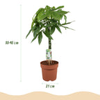 Green BoutiQ - Green is... Plantes d'intérieur - Pachira Aquatica tronc tressé - Arbre à monnaie - Peu d'entretien - Vert - 1 plante - Pot 21cm - Hauteur 80-90cm