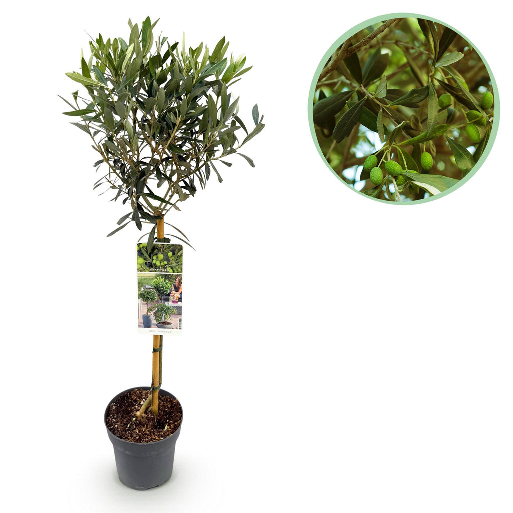 Green boutiQ - Plante sur tige - Olea Europaea - Plante de terrasse - Persistante - Rustique - Feuillage vert olive - Pot 19cm Hauteur 90cm