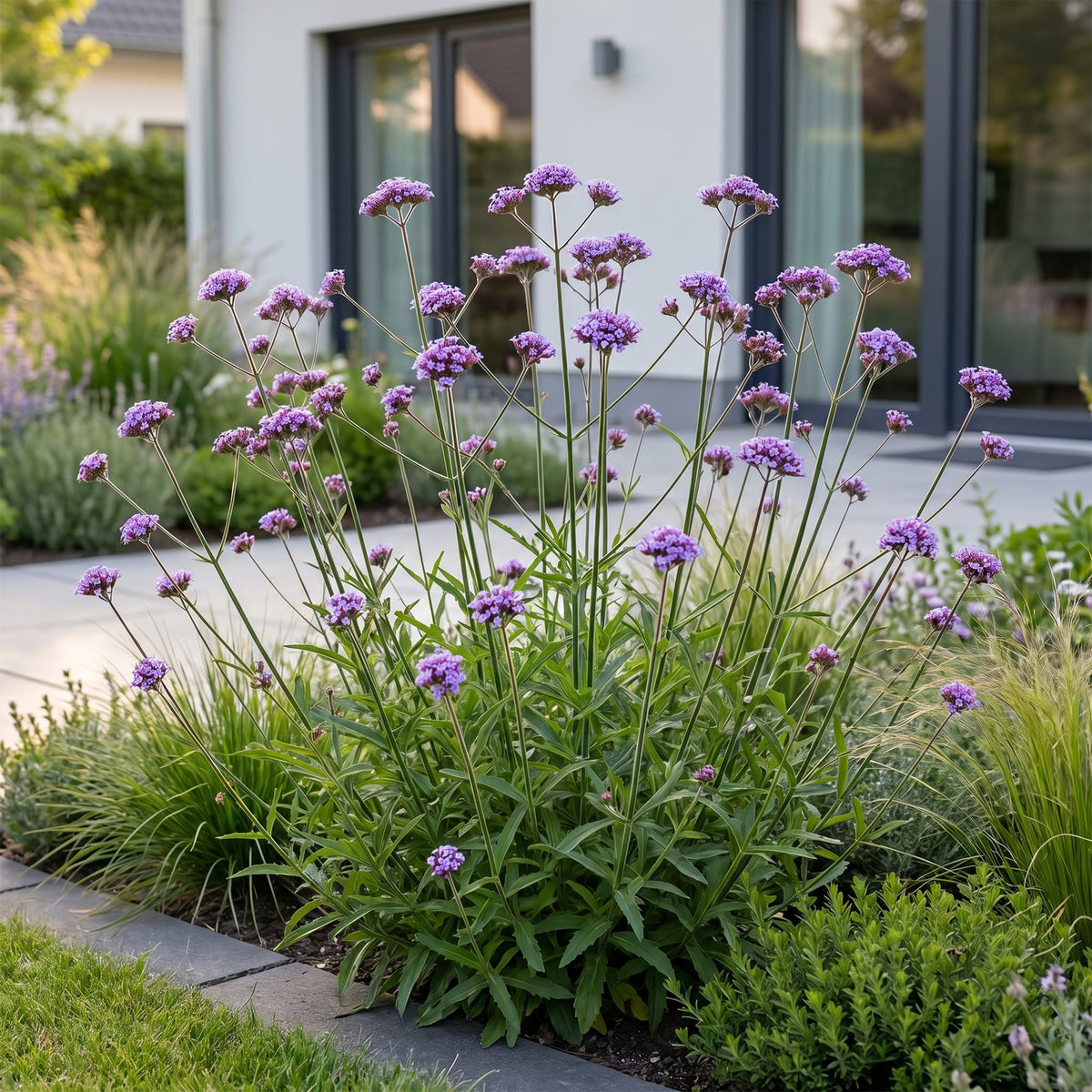 Vasteplant - Verbena bonariensis - Ijzerhard - Bijen- en vlinderlokkers - Paars - 1 Plant - Pot 11cm - Hoogte 15-25cm