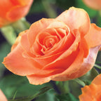 Green boutiQ - Rosier grimpant - Rosa Orange Climber - Fleur orange - Peu d'entretien - 2 plantes - Pot 11 cm Hauteur 40 cm