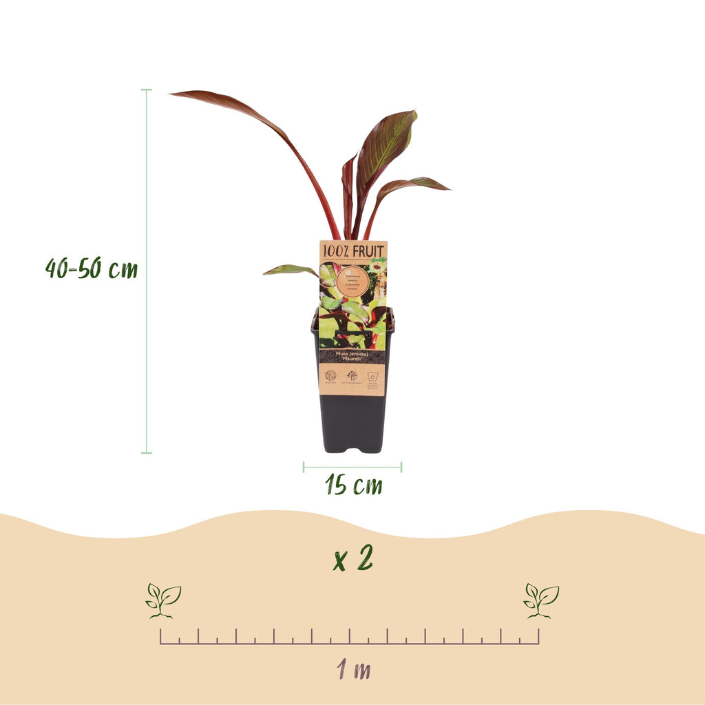 Green boutiQ - Plante fruitière - Musa ensete Maurelli - Bananier - Rustique - Rouge-Vert - 2 Plantes - Pot 15cm - Hauteur 50cm