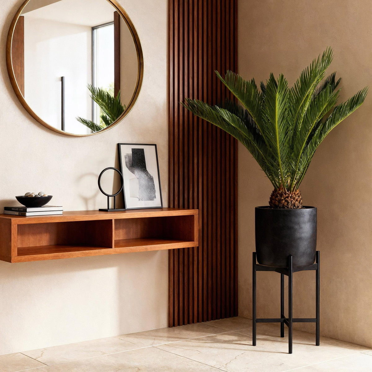 Green boutiQ - Plante d'intérieur - Cycas revoluta - Sagou du Japon - Peu d'entretien - Vert - 1 - Pot 17cm - Hauteur 55-65cm
