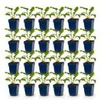 Green boutiQ - Stauden - Echinacea purp. Magnus - Sonnenhut - Bienen- und Schmetterlingsmagnet - Rosa - 24 Pflanzen - Topf 11cm - Höhe 15-25cm