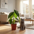 Green boutiQ - Zimmerpflanze - Elefantenohr - Alocasia Frydek - Grün - Pflegeleicht - 1 Pflanze - Topf 19 cm - Höhe 60 cm