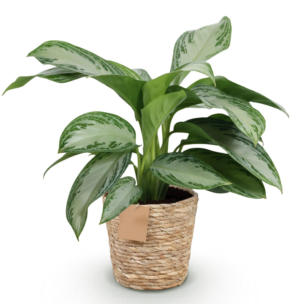 Green BoutiQ - Le vert, c'est... Plantes d'intérieur - Aglaonema Silver Bay - Feuillage argenté - Peu d'entretien - avec panier - Vert - 1 plante - Pot 17cm - Hauteur 70-75cm