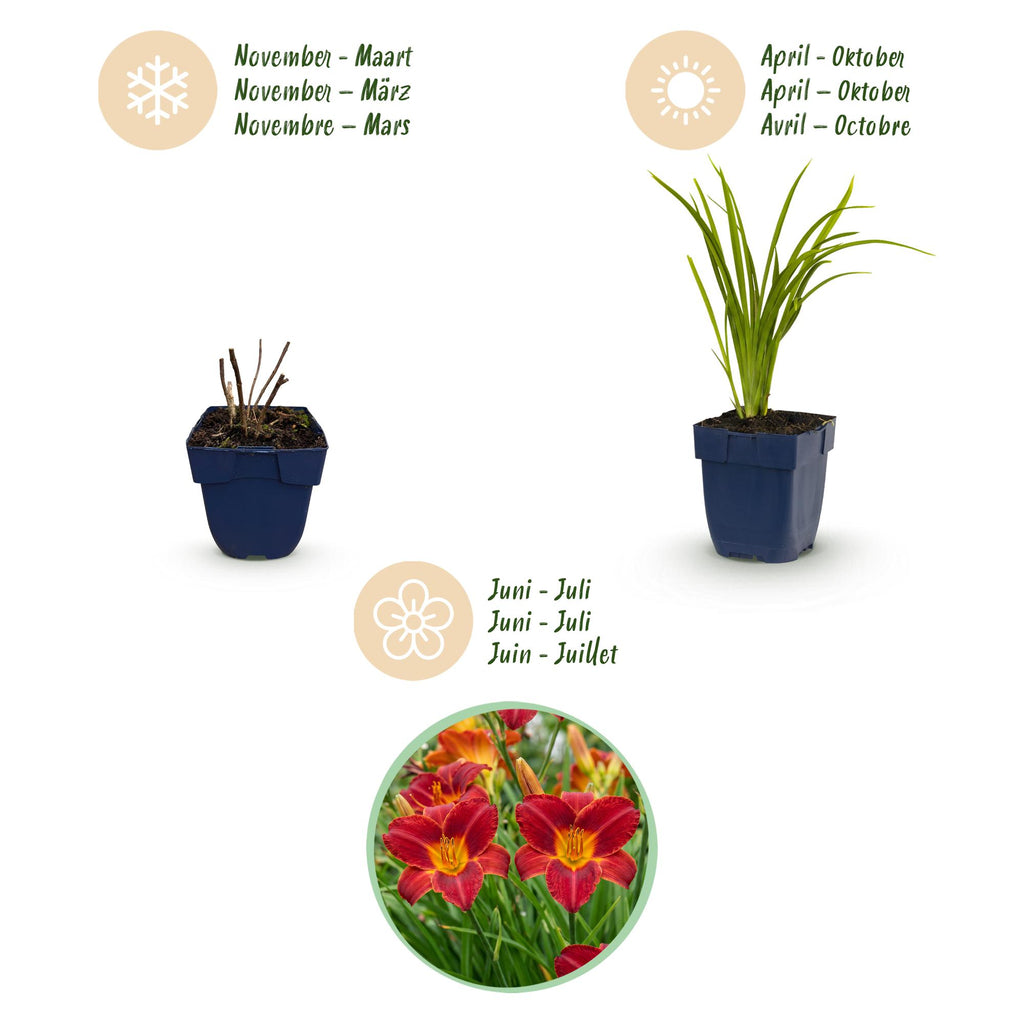 Green boutiQ - Stauden - Hemerocallis Autumn Red - Taglilie - Bienen- und Schmetterlingsmagnet - Rot - 12 Pflanzen - Topf 11cm - Höhe 15-25cm