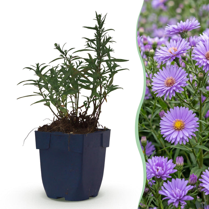 Green boutiQ - Vasteplant - Aster (D) Mittelmeer - Zeeaster - Bijen en Vlinderlokkers - Paars - 1 Plant - Pot 11cm - Hoogte 15-25cm