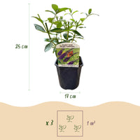 Green boutiQ - Tuinplant - Buddleja davidii Empire Blue - Vlinderstruik - Winterhard - Blauw - 1 Plant - Pot 17cm - Hoogte 45cm