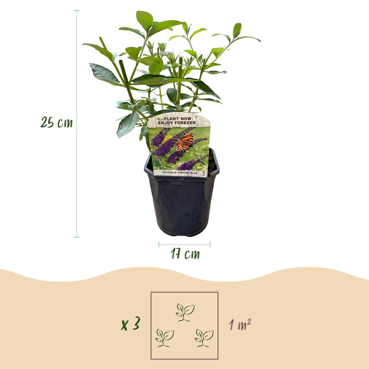 Green boutiQ - Plante de jardin - Buddleja davidii Empire Blue - Arbre aux papillons - Rustique - Bleu - 1 Plante - Pot 17cm - Hauteur 45cm