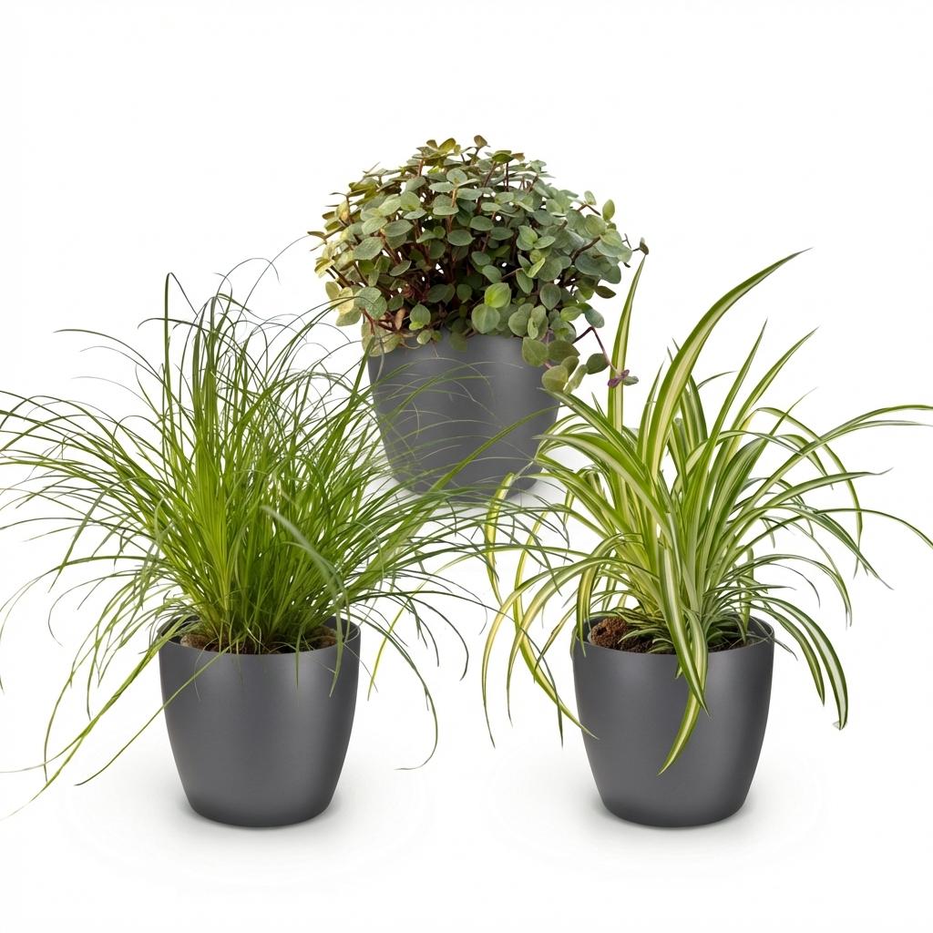 Green boutiQ - Zimmerpflanze - Cyperus - Callisia - Chlorophytum - 3er-Set - Haustierfreundliche Pflanzen - Grün - 3 Pflanzen - mit grauem Übertopf - Topf 12 cm - Höhe 20 cm