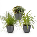 Green boutiQ - Zimmerpflanze - Cyperus - Callisia - Chlorophytum - 3er-Set - Haustierfreundliche Pflanzen - Grün - 3 Pflanzen - mit grauem Übertopf - Topf 12 cm - Höhe 20 cm