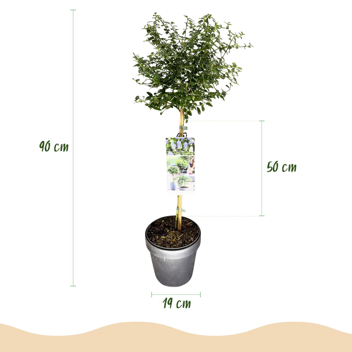 Green boutiQ - Hochstamm-Pflanze - Ceanothus thyrsiflorus Repens - Terrassenpflanze - Immergrün - Winterhart - Lila Blüte - Topf 19 cm, Höhe 90 cm