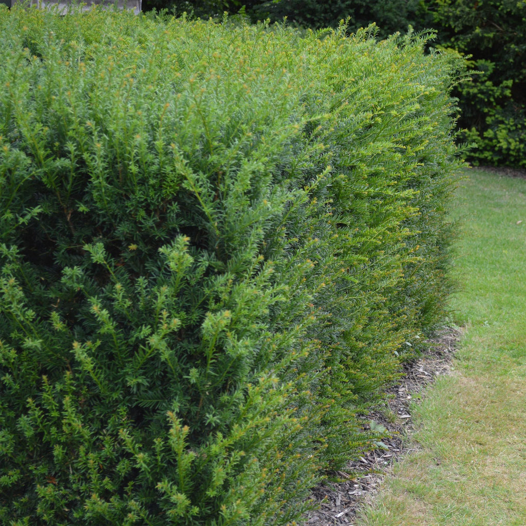 Green boutiQ - Plantes de haies - Taxus baccata - feuillage vert - 6 plantes - 1 mètre linéaire - persistant - pot 17 cm hauteur 60 cm