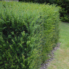 Green boutiQ - Plantes de haies - Taxus baccata - feuillage vert - 6 plantes - 1 mètre linéaire - persistant - pot 17 cm hauteur 60 cm