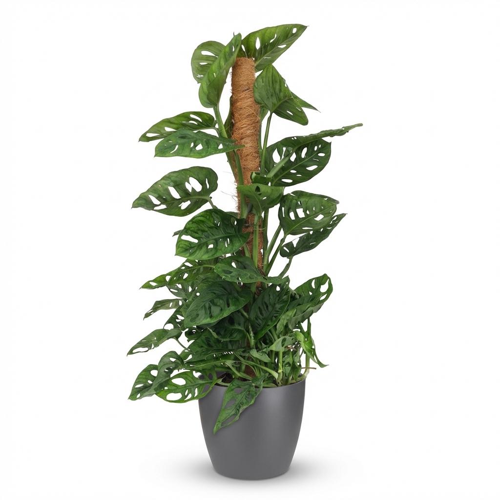 Green boutiQ - Plante d'intérieur - Monkey Mask - Monstera Adansonii sur tuteur - Vert - Peu d'entretien - 1 plante - avec pot gris - Pot 19cm - Hauteur 90cm