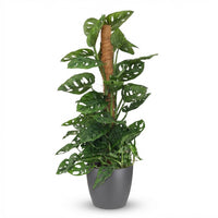Green boutiQ - Kamerplant - Monkey Mask - Monstera Andansonii Mosstok - Groen - Weinig onderhoud - 1 Plant - met Potter Grijs - Pot 19cm - Hoogte 90cm