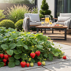 Green boutiQ - Plants fruitiers - Fraise - Fragaria Elsanta - Rustique - 6 plantes - Pot 9 cm - Fraise rouge