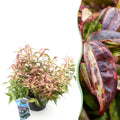 Green boutiQ - Plante de jardin - Leucothoe Makijaz - Marron - 1 Plante - Persistant - Peu d'entretien - Pot 17cm Hauteur 45cm
