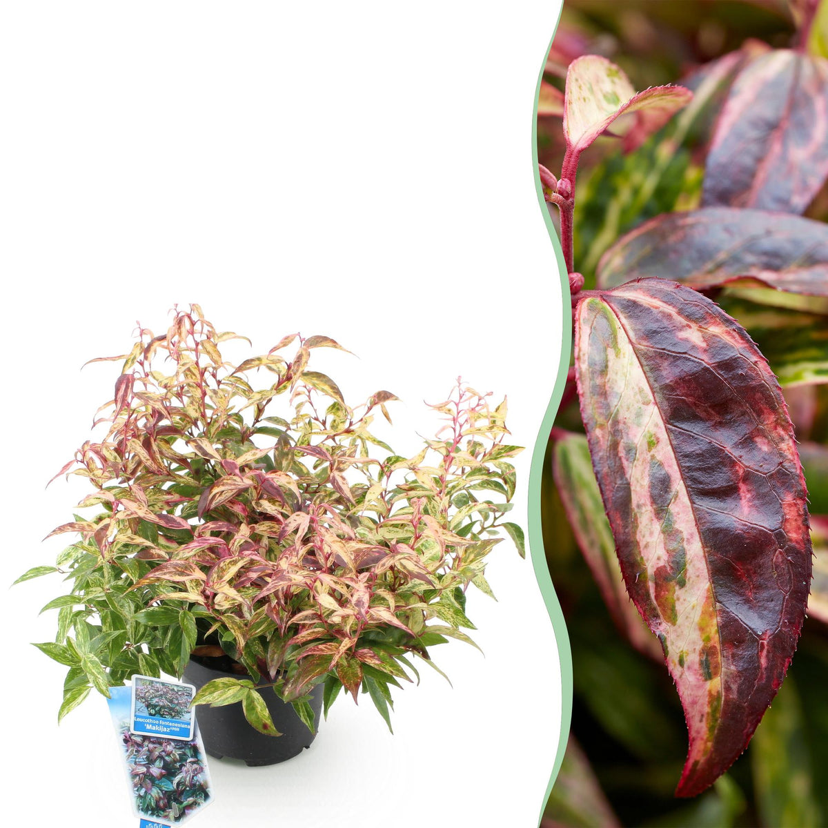 Green boutiQ - Plante de jardin - Leucothoe Makijaz - Marron - 1 Plante - Persistant - Peu d'entretien - Pot 17cm Hauteur 45cm