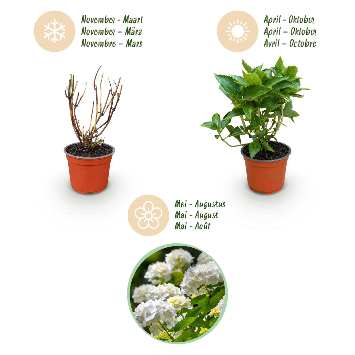 Green boutiQ - Gartenpflanze - Hydrangea macrophylla Weiß - Hortensie - Winterhart - Weiß - 3 Pflanzen - Topf 12cm - Höhe 20-30cm