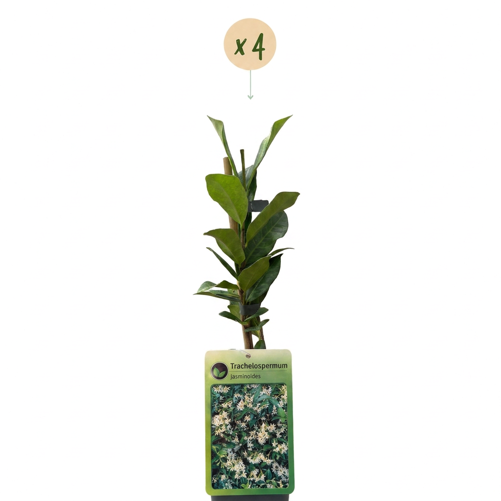 4x Trachelospermum jasminoides - Star jasmine - White - Climber - Ø9cm - ↕35cm