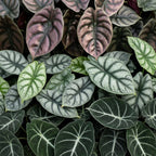 3x Baby Alocasia Tricolour - Red - Green - Black - Tropical - incl. Linnea Honey - Ø6cm - ↕12cm