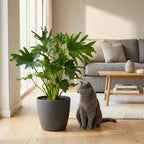 Green boutiQ - Plante d'intérieur - Philodendron - Philodendron Lickety Split - Vert - Entretien facile - 1 plante - avec pot gris - Pot 19cm - Hauteur 70cm