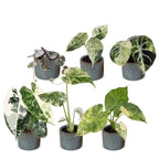 6x Baby Variegata Mix - Various colours - Tropical - incl. Linnea Misty Blue - Ø6cm - ↕10-15cm