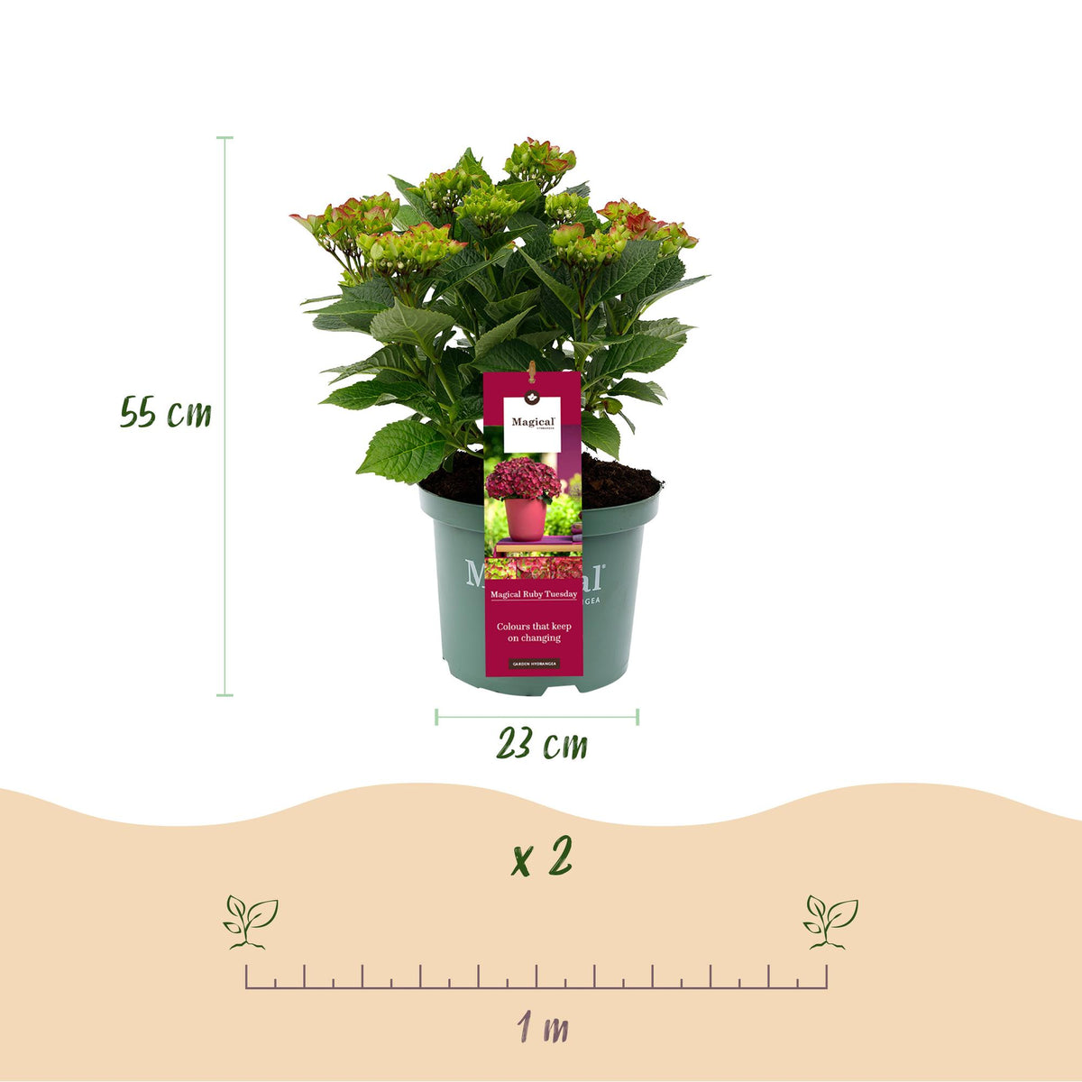 Green boutiQ - Plante de terrasse - Hortensia - Hydrangea Magical Teusday & Saphire - Rouge - 6-10 fleurs - Pot 23 cm Hauteur 55 cm